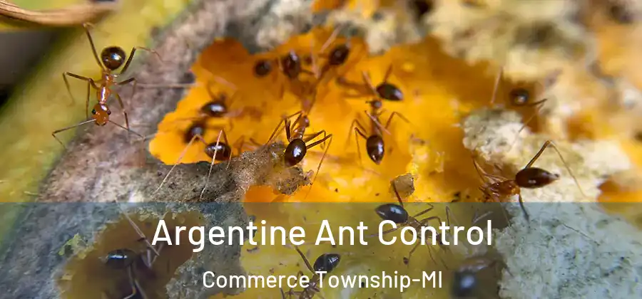 Argentine Ant Control Commerce Township-MI
