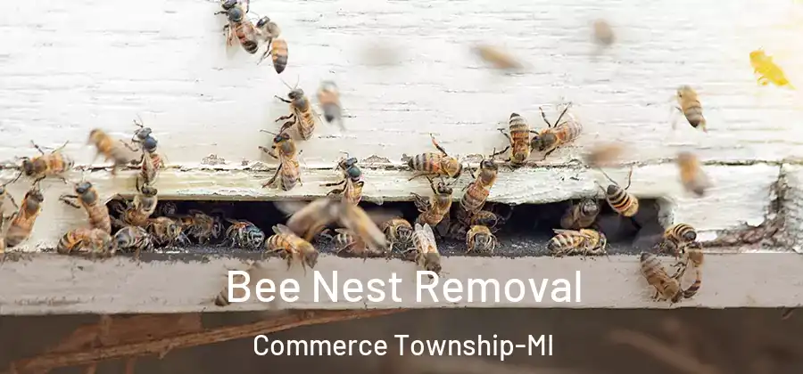 Bee Nest Removal Commerce Township-MI