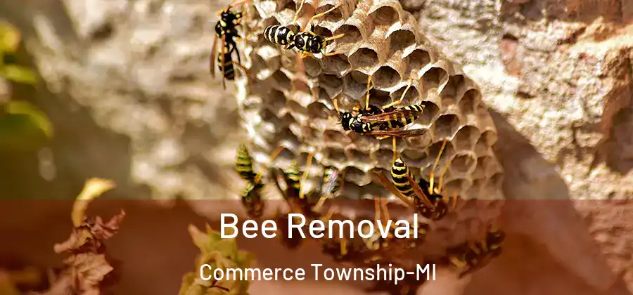 Bee Removal Commerce Township-MI