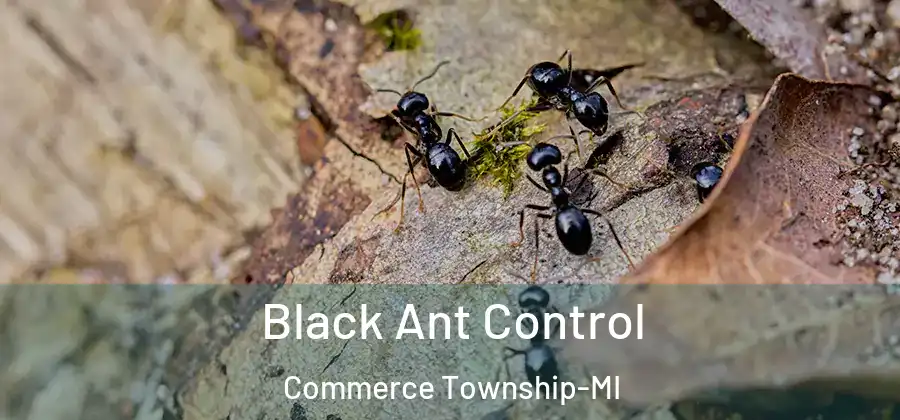Black Ant Control Commerce Township-MI