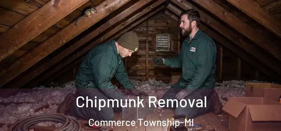Chipmunk Removal Commerce Township-MI