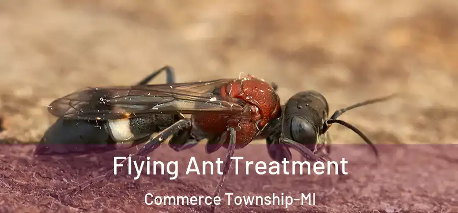 Flying Ant Treatment Commerce Township-MI