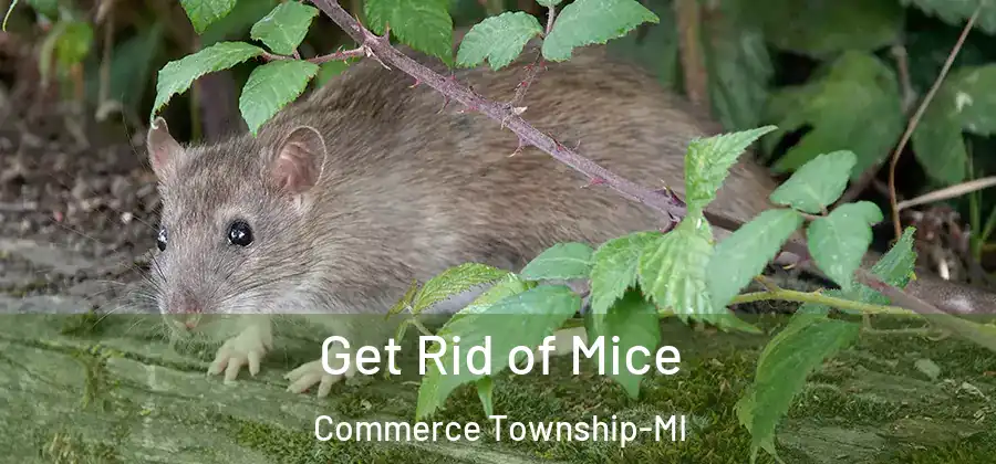 Get Rid of Mice Commerce Township-MI