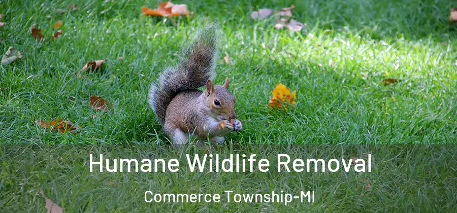 Humane Wildlife Removal Commerce Township-MI