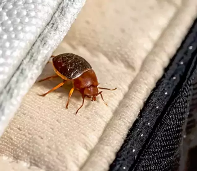 Trusted Bed Bug Prevention Specialists in Commerce Township, MI