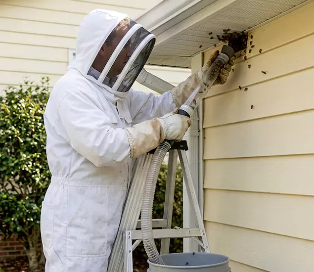 Your Affordable Bee Removal Company in Commerce Township, MI