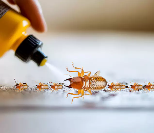 Reliable Bora Care Termite Experts in Commerce Township, MI