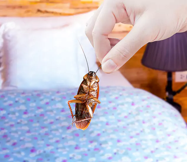 Expert Roach Control Services: Your Cockroach Pest Control in Commerce Township, MI