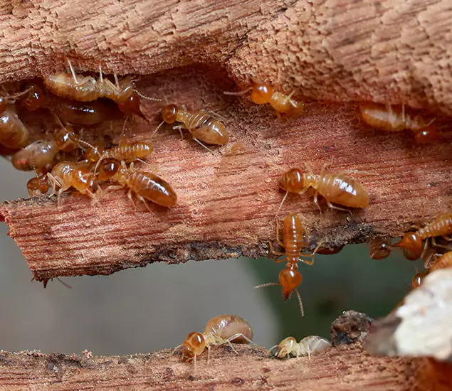 About Our Drywood Termite Treatment Experts in Commerce Township, MI