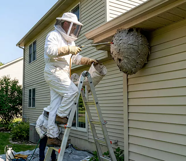 Expert Wasp Nest Removal: Your Local Wasp Nest Removal Company in Commerce Township, MI