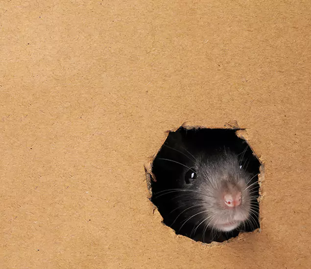 Rats in Attic Removal Experts in Commerce Township, MI