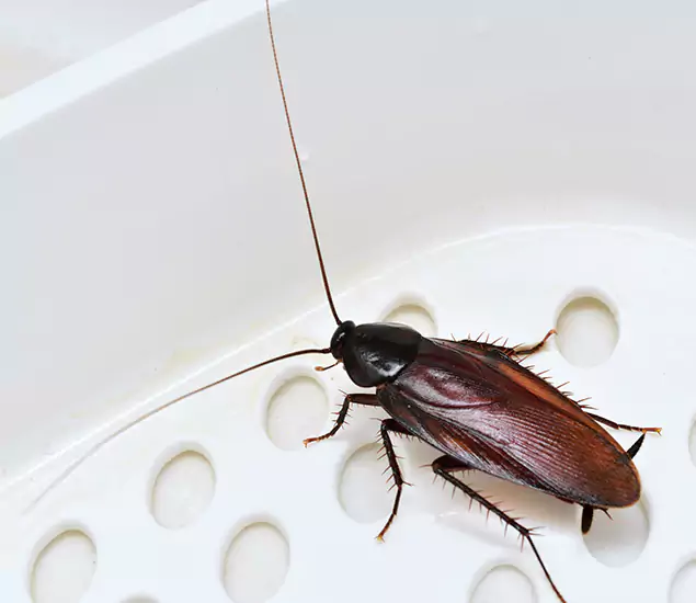 Trusted Cockroach Exterminator: Your Roach Control Services in Commerce Township, MI