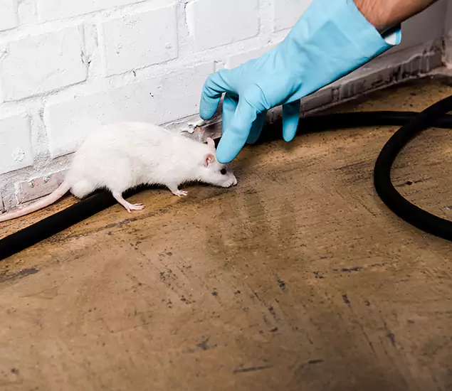 About Rodent Control Experts in Commerce Township, MI