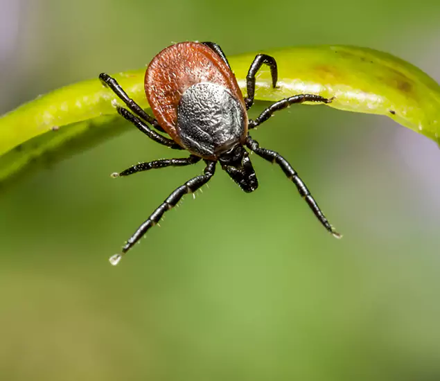 Your Trusted Tick Pest Control in Commerce Township, MI