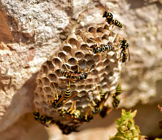 Your Best Wasp Removal Company in Commerce Township, MI