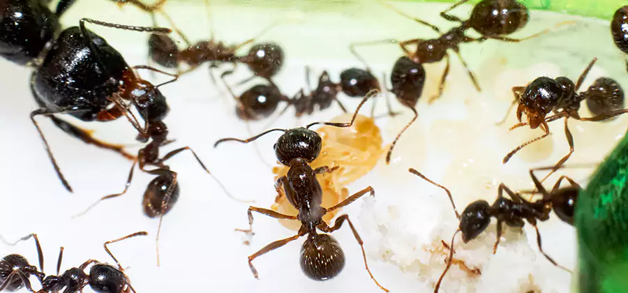 Argentine Ant Barrier Treatment in Commerce Township