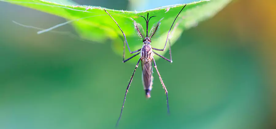 Natural Mosquito Spray for Yard in Commerce Township