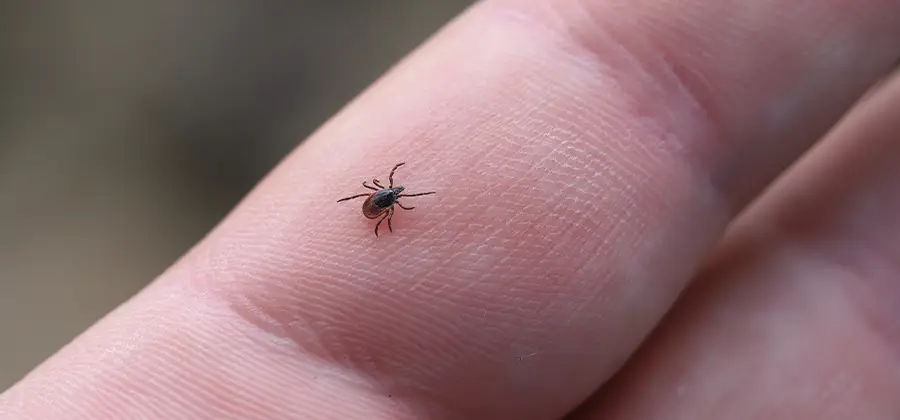 Infection Prevention for Bed Bug Bites in Commerce Township