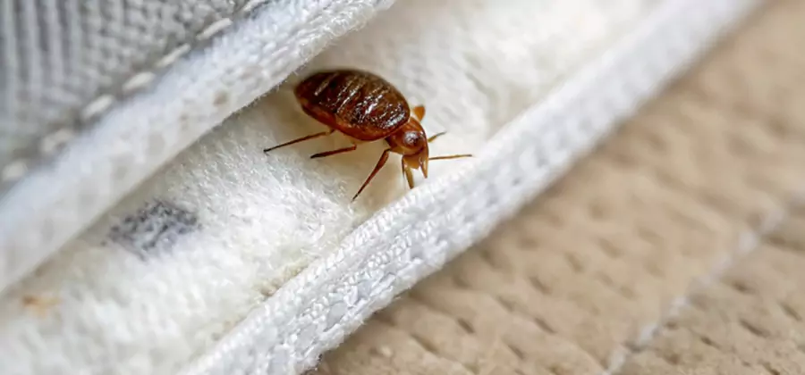 Tenting Bed Bug Fumigation in Commerce Township