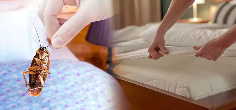 Bed Bug Home Extermination Service in Commerce Township