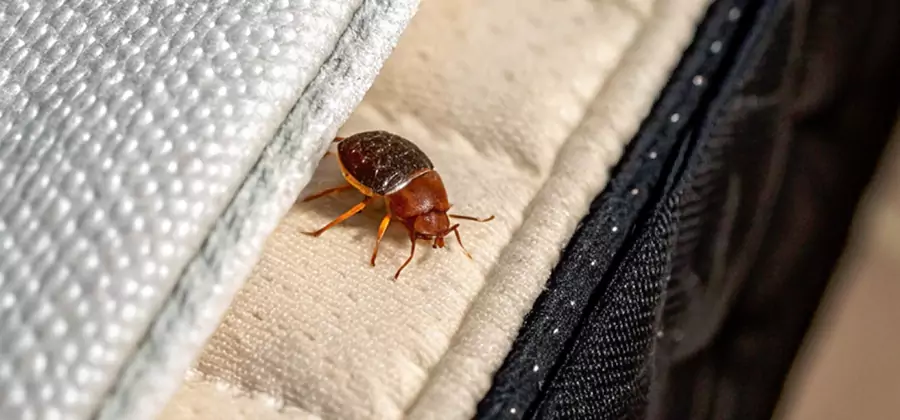 Commercial Bed Bug Control in Commerce Township