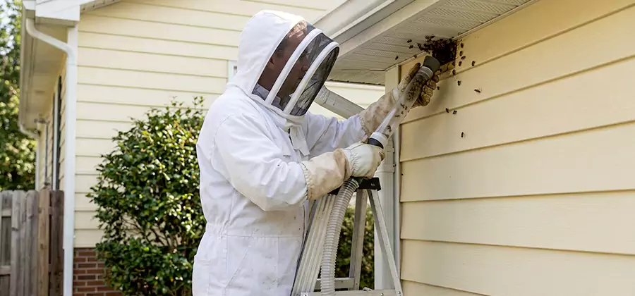 Ground Bee Removal in Commerce Township