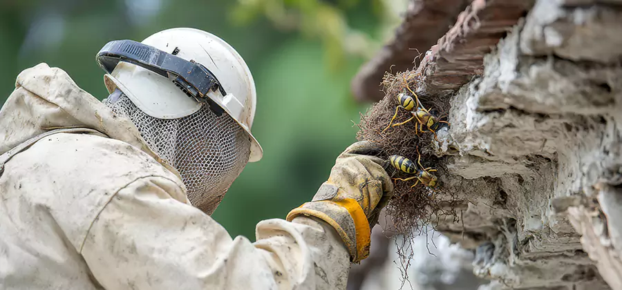 Bee and Wasp Hornet Removal in Commerce Township