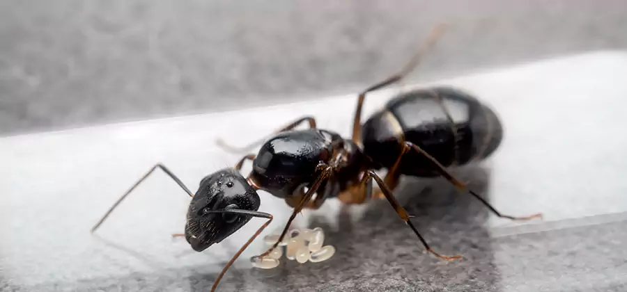 Black Ants in Kitchen Elimination in Commerce Township