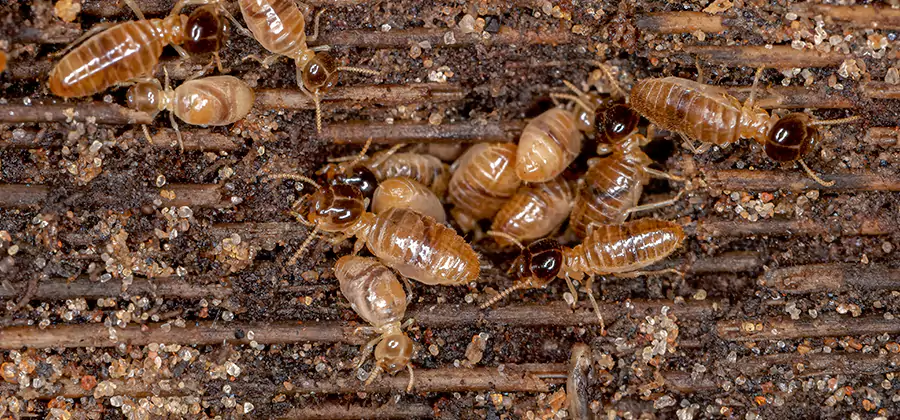 Bora Care Residential Termite Control in Commerce Township