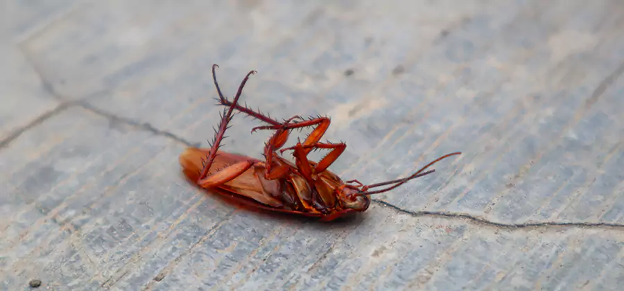 Cockroach Eradication for Commercial Properties in Commerce Township