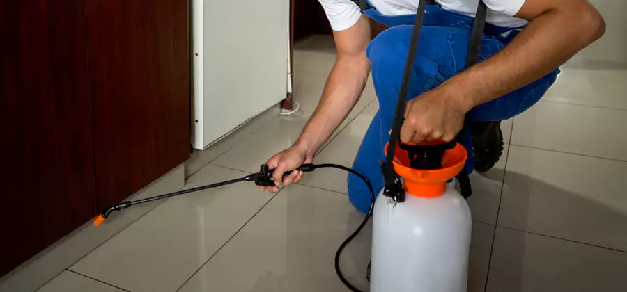 Palmetto Bug Exterminator in Commerce Township