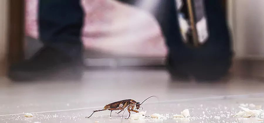 Roach House Treatment Commerce Township