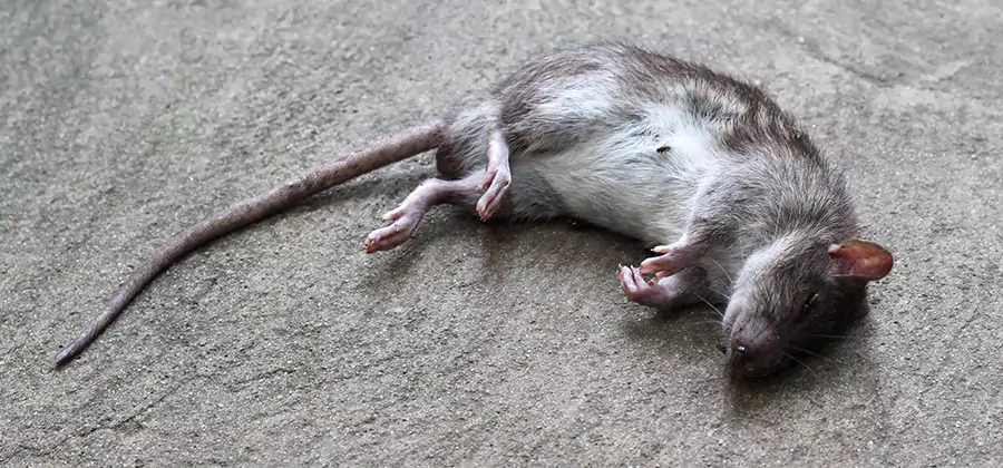 Dead Rat Disposal in Commerce Township