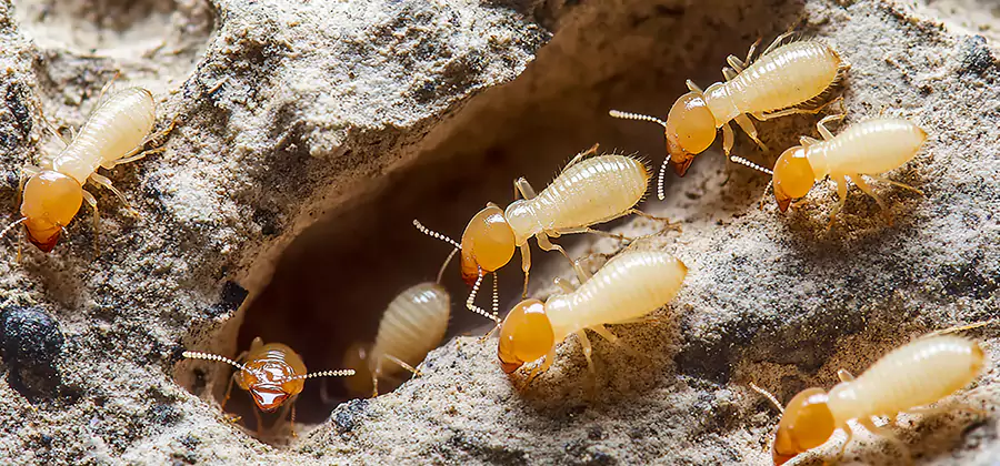 Termite Exterminator Services in Commerce Township