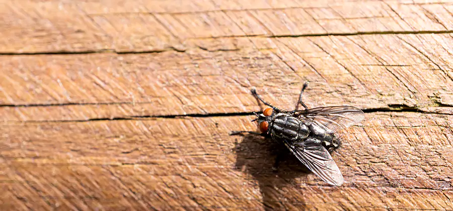 Flying Ant Barrier Treatment in Commerce Township