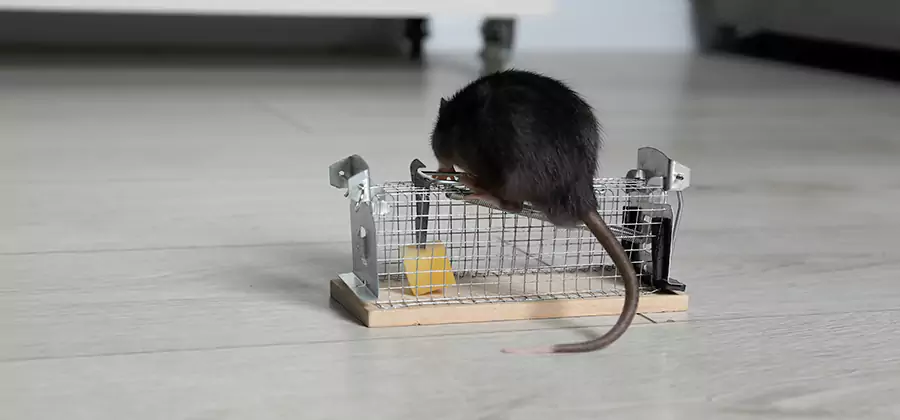 Mice in Attic Removal Commerce Township