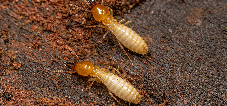 Structural Heat Termite Treatment in Commerce Township