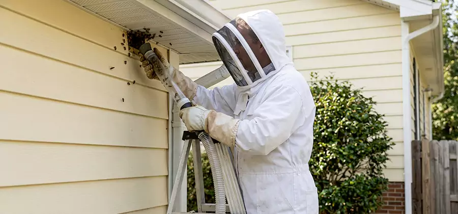 Wasp Nest in Wall Removal in Commerce Township
