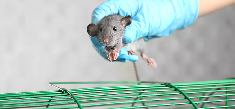 Humane Rat Trapping in Commerce Township