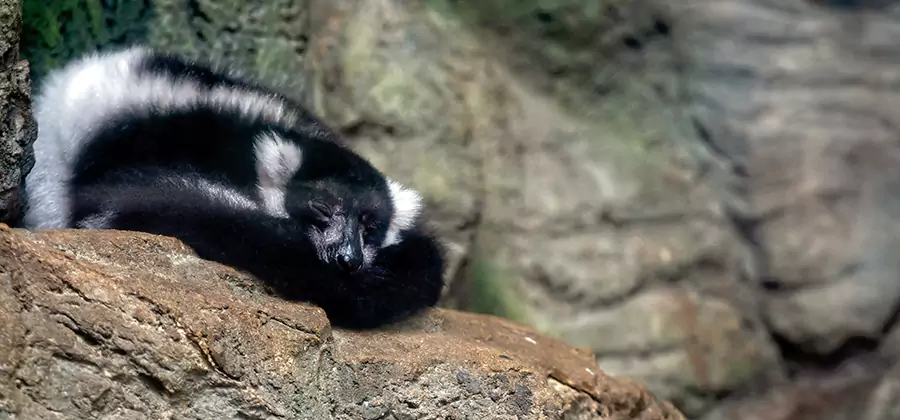 Humane Skunk Removal in Commerce Township