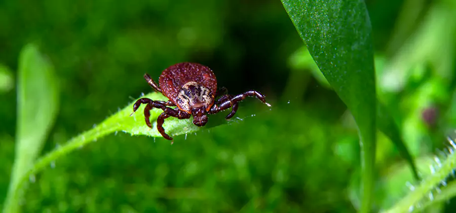 Tick Prevention for Yard in Commerce Township