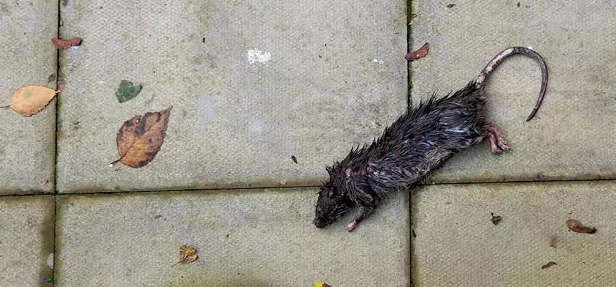 Mice in the Attic Removal in Commerce Township