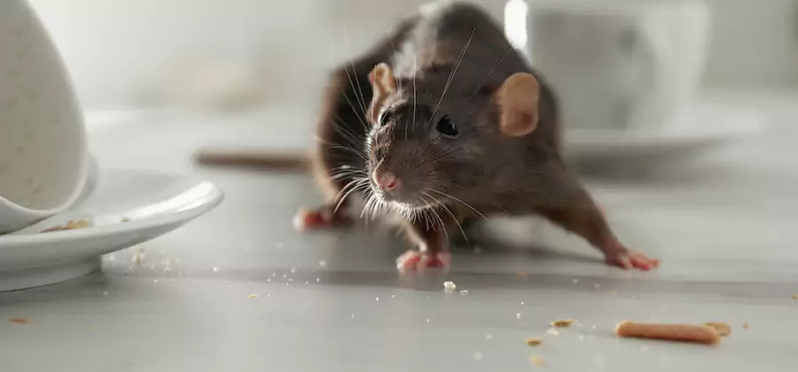 Rodent Feces Removal in Commerce Township