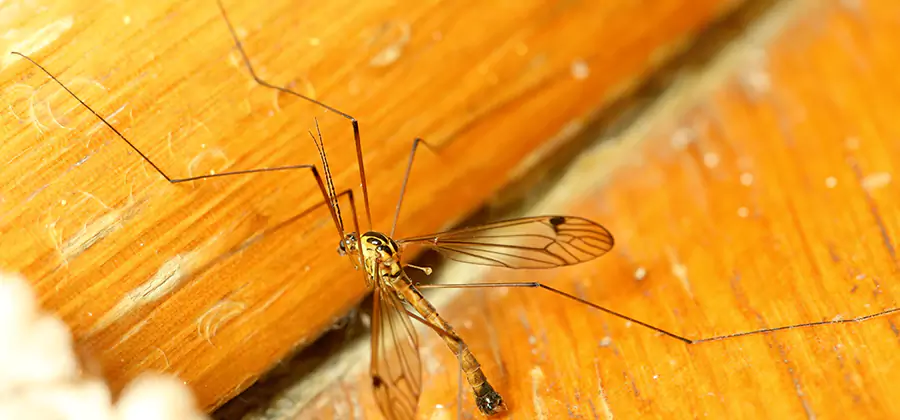 Exterior Mosquito Control in Commerce Township