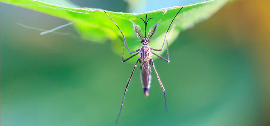 Pest and Mosquito Control for Yard and Patio in Commerce Township