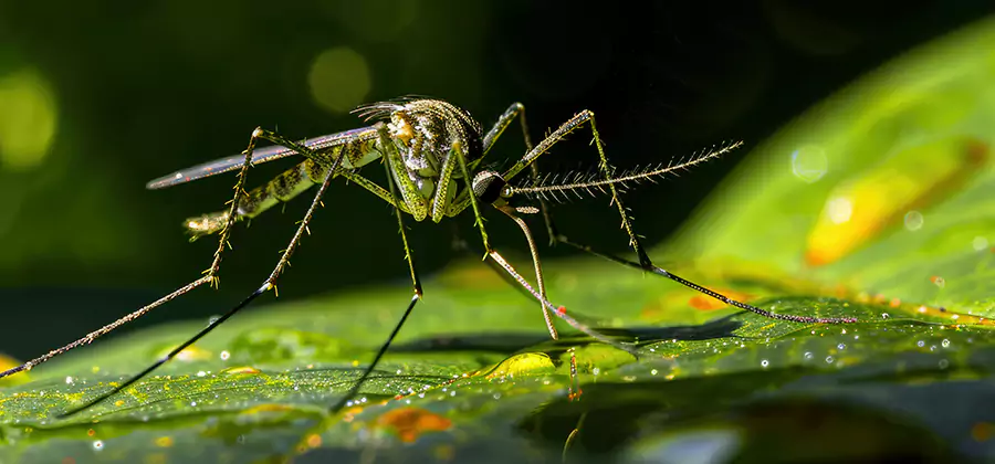 Tick and Mosquito Spray in Commerce Township