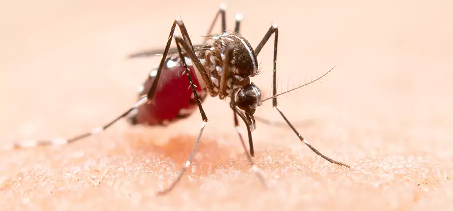Pond Mosquito Control and Water Treatment in Commerce Township