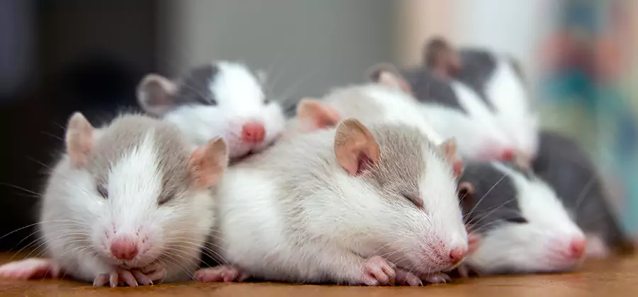 Commerce Township Pet Safe Mice Control