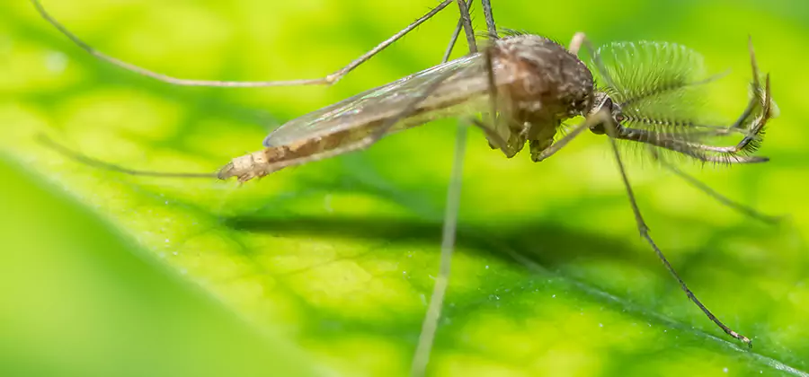 Herbal Mosquito Repellent Treatment in Commerce Township