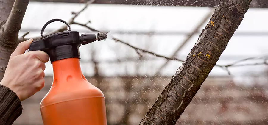 Orange Oil Structural Cavity Treatment in Commerce Township
